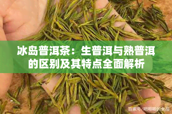 冰岛普洱茶：生普洱与熟普洱的区别及其特点全面解析