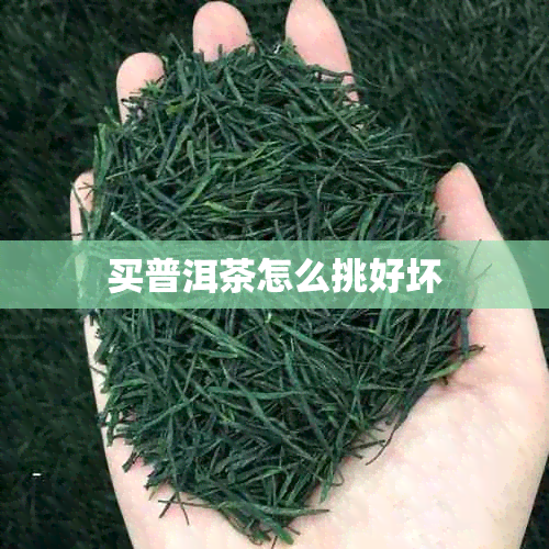 买普洱茶怎么挑好坏