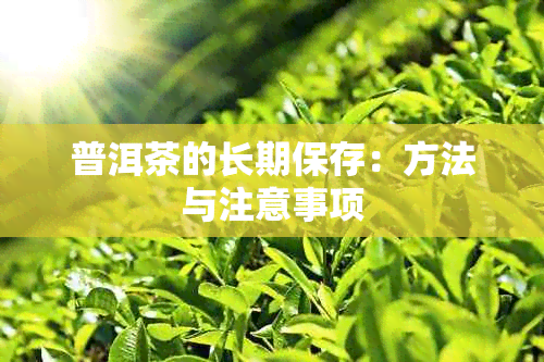 普洱茶的长期保存：方法与注意事项