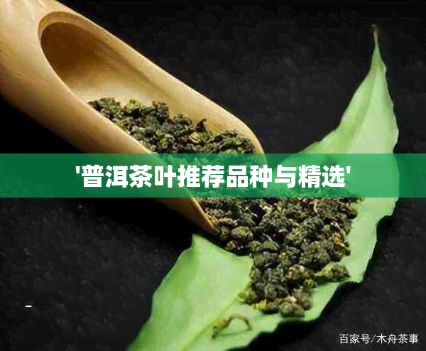 '普洱茶叶推荐品种与精选'