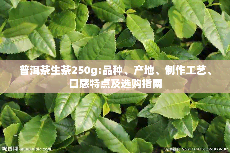 普洱茶生茶250g:品种、产地、制作工艺、口感特点及选购指南