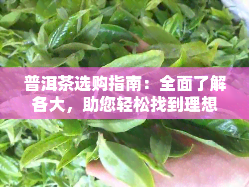 普洱茶选购指南：全面了解各大，助您轻松找到理想之选