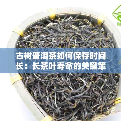 古树普洱茶如何保存时间长：长茶叶寿命的关键策略与技巧