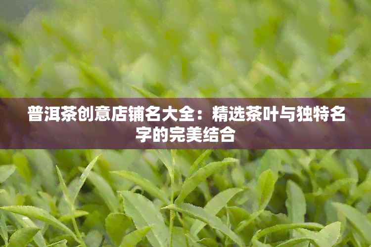 普洱茶创意店铺名大全：精选茶叶与独特名字的完美结合