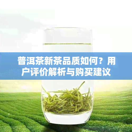 普洱茶新茶品质如何？用户评价解析与购买建议