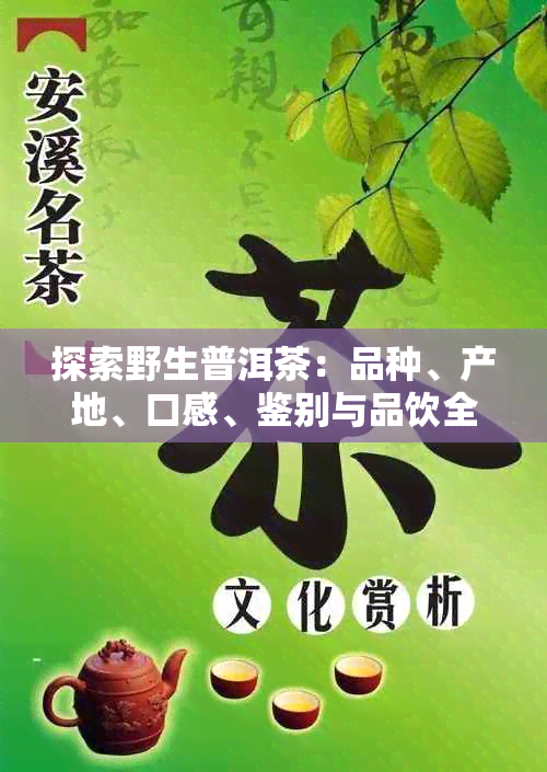 探索野生普洱茶：品种、产地、口感、鉴别与品饮全攻略