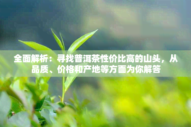 全面解析：寻找普洱茶性价比高的山头，从品质、价格和产地等方面为你解答