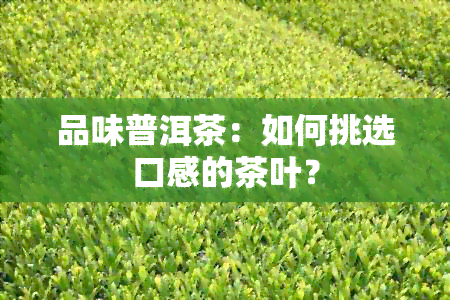 品味普洱茶：如何挑选口感的茶叶？