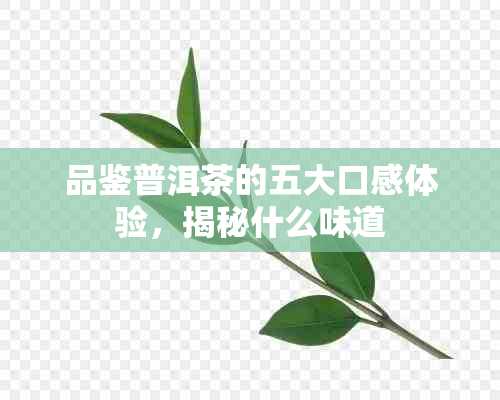 品鉴普洱茶的五大口感体验，揭秘什么味道