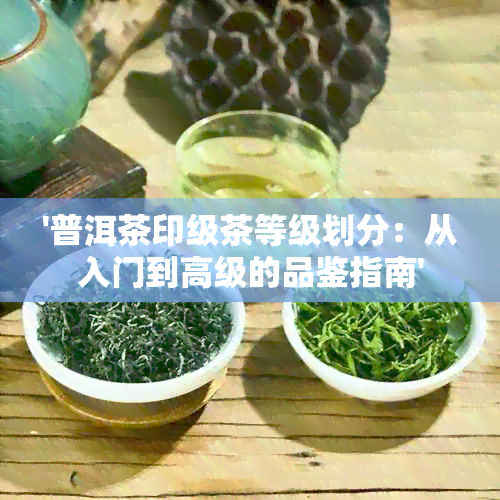 '普洱茶印级茶等级划分：从入门到高级的品鉴指南'