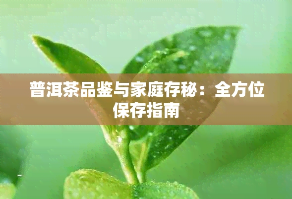 普洱茶品鉴与家庭存秘：全方位保存指南