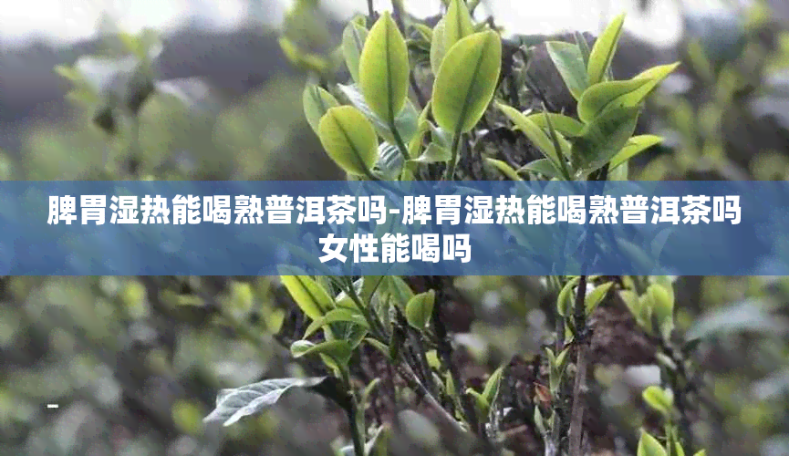 脾胃湿热能喝熟普洱茶吗-脾胃湿热能喝熟普洱茶吗女性能喝吗