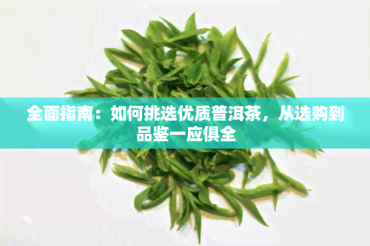 全面指南：如何挑选优质普洱茶，从选购到品鉴一应俱全