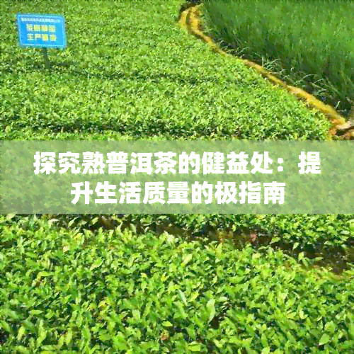 探究熟普洱茶的健益处：提升生活质量的极指南