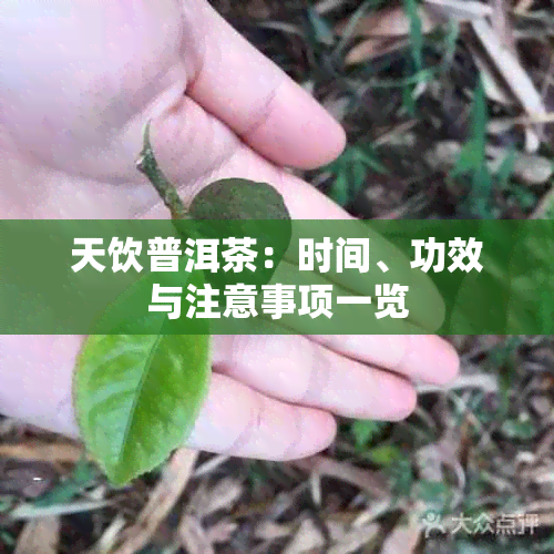 天饮普洱茶：时间、功效与注意事项一览