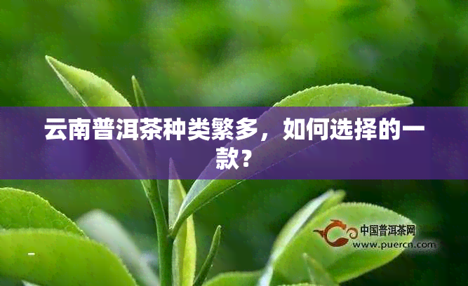 云南普洱茶种类繁多，如何选择的一款？