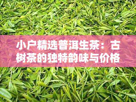 小户精选普洱生茶：古树茶的独特韵味与价格亲民之谜