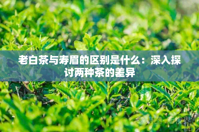 老白茶与寿眉的区别是什么：深入探讨两种茶的差异