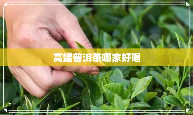 高端普洱茶哪家好喝