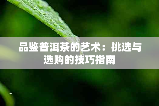 品鉴普洱茶的艺术：挑选与选购的技巧指南