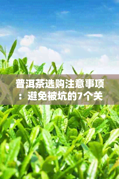 普洱茶选购注意事项：避免被坑的7个关键点