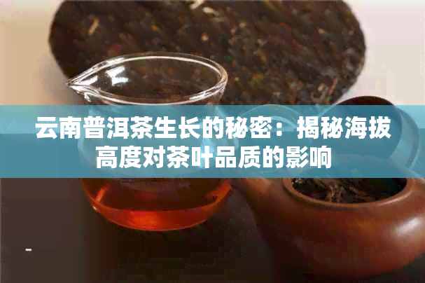 云南普洱茶生长的秘密：揭秘海拔高度对茶叶品质的影响