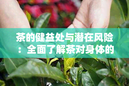 茶的健益处与潜在风险：全面了解茶对身体的影响