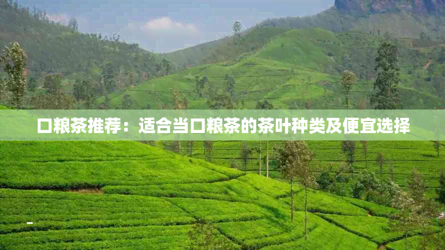 口粮茶推荐：适合当口粮茶的茶叶种类及便宜选择