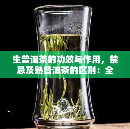 生普洱茶的功效与作用，禁忌及熟普洱茶的区别：全面了解这一古老饮品