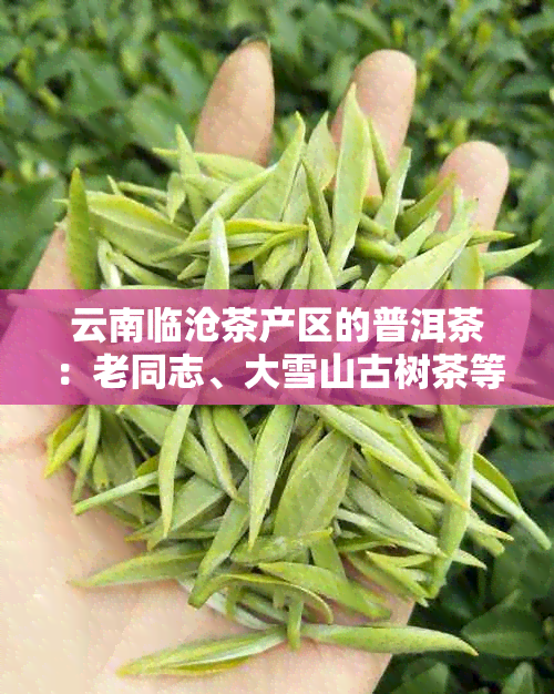 云南临沧茶产区的普洱茶：老同志、大雪山古树茶等知名的品质与口感对比