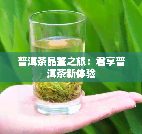 普洱茶品鉴之旅：君享普洱茶新体验