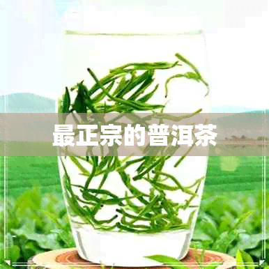 最正宗的普洱茶