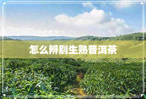 怎么辨别生熟普洱茶