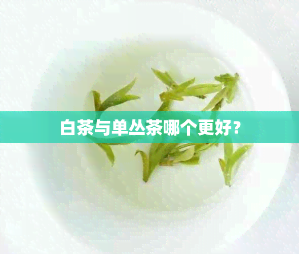 白茶与单丛茶哪个更好？