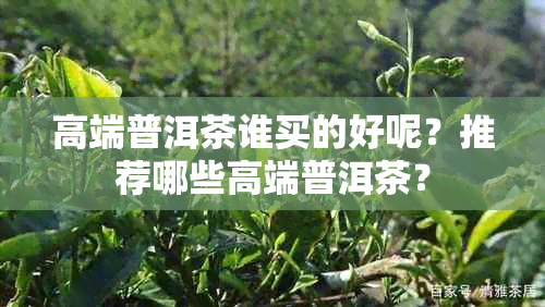 高端普洱茶谁买的好呢？推荐哪些高端普洱茶？