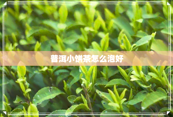 普洱小饼茶怎么泡好