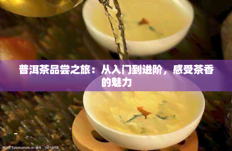 普洱茶品尝之旅：从入门到进阶，感受茶香的魅力