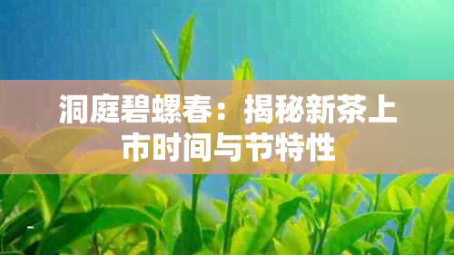 洞庭碧螺春：揭秘新茶上市时间与节特性