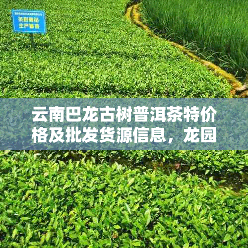 云南巴龙古树普洱茶特价格及批发货源信息，龙园号茶品推荐