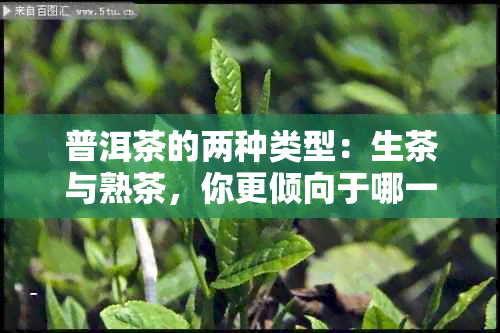 普洱茶的两种类型：生茶与熟茶，你更倾向于哪一种？