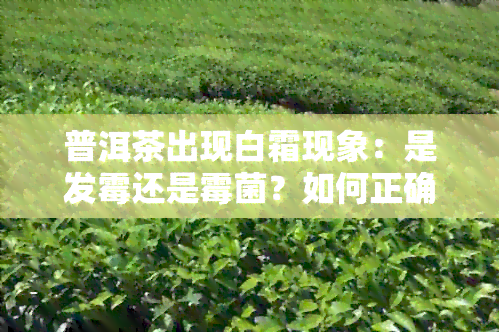 普洱茶出现白霜现象：是发霉还是霉菌？如何正确辨别？