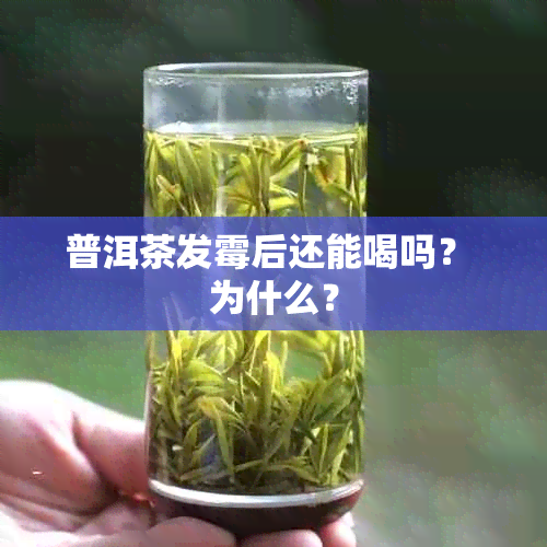 普洱茶发霉后还能喝吗？ 为什么？