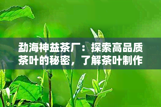 勐海神益茶厂：探索高品质茶叶的秘密，了解茶叶制作过程与口感特点