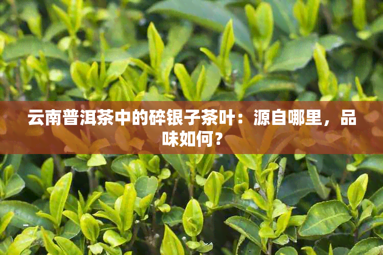 云南普洱茶中的碎银子茶叶：源自哪里，品味如何？