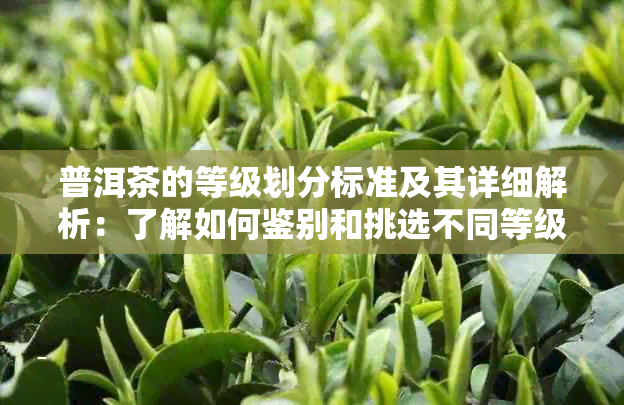 普洱茶的等级划分标准及其详细解析：了解如何鉴别和挑选不同等级的普洱茶