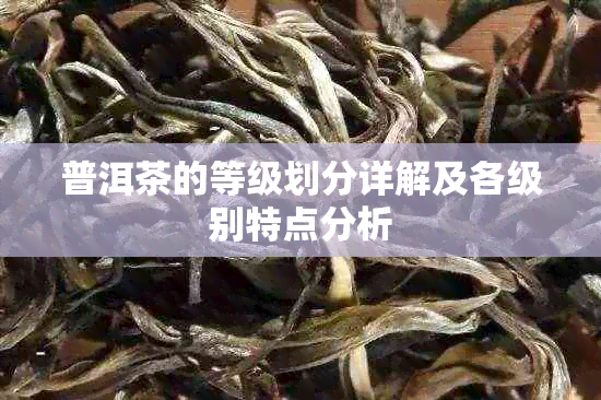 普洱茶的等级划分详解及各级别特点分析