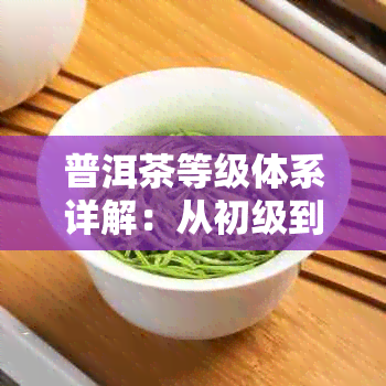 普洱茶等级体系详解：从初级到特级，如何选择最适合你的茶叶？