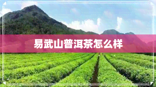 易武山普洱茶怎么样