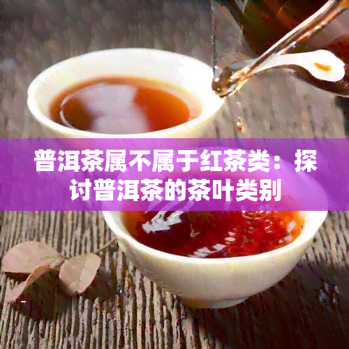 普洱茶属不属于红茶类：探讨普洱茶的茶叶类别