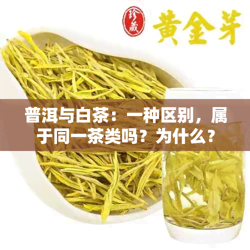 普洱与白茶：一种区别，属于同一茶类吗？为什么？